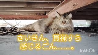 うどん屋の猫たちの日常