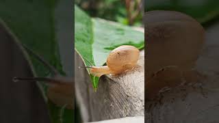 Snails walk on leaves 🍃☘️🐌🐌🐚🐚 | siput berjalan diatas daun 🐌☘️ #shorts #snail #siput #keong #bekicot