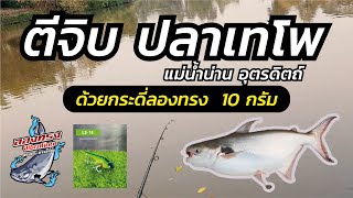 ตีจิบ เทโพ แม่น้ำน่าน อุตรดิตถ์ ด้วยกระดี่ลองทรง 10 กรัม (Fishing Black ear catfish with Vibation)