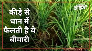 Farmers of Punjab, Haryana, Uttarakhand troubled by dwarf paddy. Prime Time