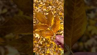 AMERIKADA CHIROYLI KUZ 🍁🧡 #fall #kuz #amerika #colorado