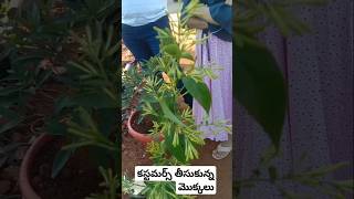 కస్టమర్స్ తీసుకున్న mokkalu #beautifully #flowers #lovelygarden #gardening #mylovelygarden