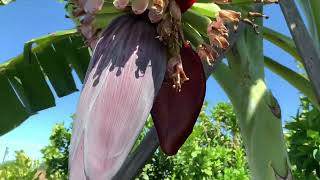 When to Cut Off Banana Flower?