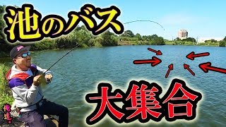 池中のバスを集める禁断の魔法【台湾釣行】