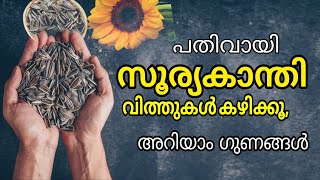 സൂര്യകാന്തി വിത്തുകൾ പതിവായി കഴിച്ചാൽ ഉള്ള ഗുണങ്ങൾ  | benefits of sunflower seeds #buymoteeshopping