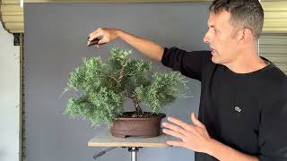 Juniper Bonsai Development