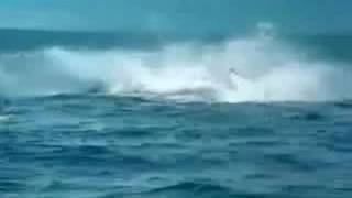 1281 whale slams kayak WMV V9