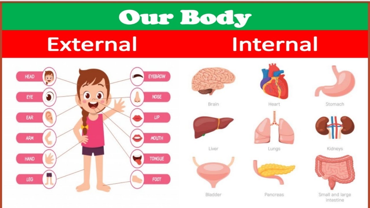 Internal And External Parts Of The Human Body And Their Functions