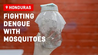 Buzzz: Fighting dengue with mosquitoes