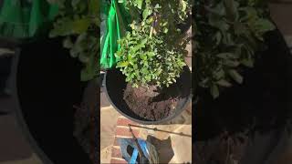 Front patio makeover with my topiaries and petunias from COSTCO