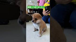 【生後間もない豆柴ちゃん♪】しっかりお座りできたけど後ろ足が…（笑）#豆柴 #柴犬 #パピー