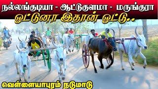 நாடுமாடு வெள்ளையாபுரம் இராமநாதபுரம்(மா)12/03/2022 vellayapuram Nadumadu ksk rekala race krish rek