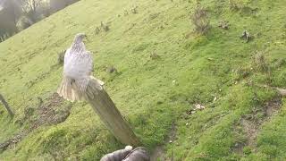 first rabbit chases with female white goshawk 2 12 2020