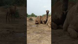 ਮਾਰੂਥਲ ਵਿੱਚ ਦੋ ਊਠ ਇਕੱਠੇ ਬੈਠੇ ਹਨ  Two camels are sitting together in the desert #shorts#funny