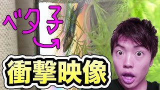 【衝撃映像】同棲生活を始めたベタ子が!!!