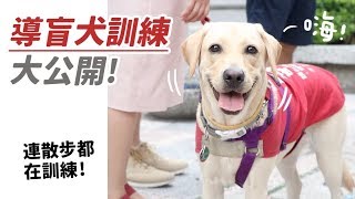 【導盲犬訓練大公開！連散步都在訓練！】#狸銘調查室 EP.2 志銘與狸貓