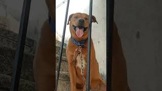 என்ன டா வாயா அப்படி வெச்சு இருக்க 😂🐕🤣 #shortsviral #doglover #comedyvideos #trendingshorts #funny