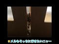 【メル日記】アピールが可愛すぎる猫 トイガー shorts