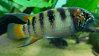 zebra acara..  stunning cichlid