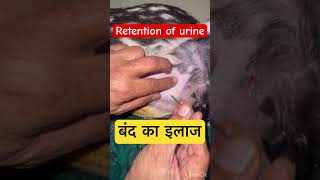 Retention of urine l dr Umar khan