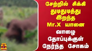 சேற்றில் சிக்கி துடிதுடித்து இறந்த Mr.X யானை - வாழை தோப்புக்குள் நேர்ந்த சோகம்