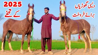 Desi Breedar Ghodiyan For Sale | Chal Baz Ghodi 2025