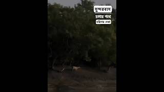 সুন্দরবনে চলার পথে হরিণের দেখা।