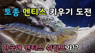 공포의 맨티스쉬림프가 한국에 산다!? 토종 맨티스쉬림프 사육하기 [오브리더]