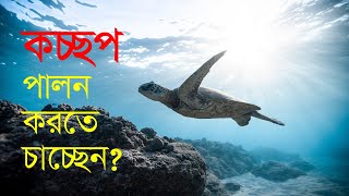 বাড়িতে কচ্ছপ পালন করতে চাচ্ছেন? Want to pet turtle at home?