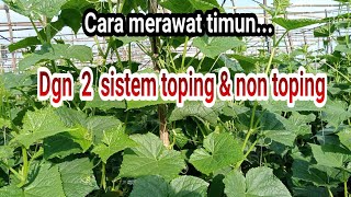 cara merawat timun dengan dua sistem  toping & non toping