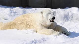 円山動物園　室内で水浴びの後は雪の上でスリスリゴロゴロ　ホッキョクグマのデナリ　2021.3.9　PolarBear　Denali　Maruyama-Zoo