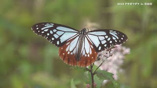 2018/09/24　アサギマダラの里 in 宮田村