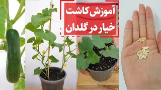 آموزش مرحله به مرحله کاشت خیار  step_by_step planting cucumber