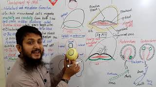 Notochord and mesoderm formation part 01 | Fsc bio urdu/hindi MDCAT lecture, Ch#19 | Lecture#11