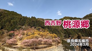 【週末さんぽ】西吉野の桃源郷へ行って来ました/奈良県五條市/2024年3月30日