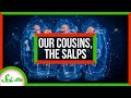 An Ode to Salps: Our Gelatinous Marine Cousins