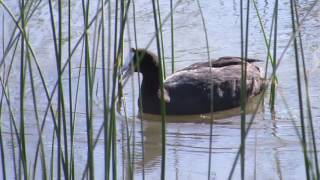 Red-knobbed Coot - S'Albufera - Majorca - May 2017