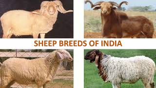 Sheep Breeds of India 🐑 🇮🇳 | Livestock | Indian Animals