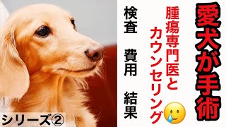 愛犬が手術②　腫瘍専門医とカウンセリング