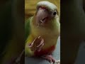 my conure tasting almond for the first time cuteness overloaded