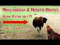 Proses Menjinakkan dan Melatih Mental Ayam Hutan seri f1 || F1 series male jungle fowl