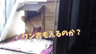 閲覧注意(凄まじ過ぎて)⚡柴犬同士のけんか🐕vs🐕