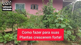 Como fazer para suas plantas crescerem fortes! #diaadia #sitio #pepino #melancia #beterraba