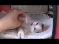 くるねこ大和　胡桃ちゃん274g 20150509