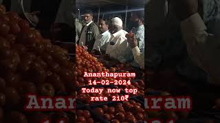 14-02-2024 #ANANTAPUR TAMOTA MARKET STAR TOMATO 🍅 MANDI, #tamotoprice #anantapurtomatomarket