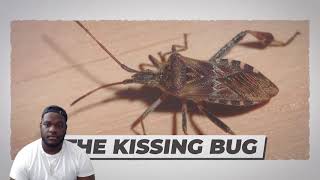 10 MOST DANGEROUS BUGS IN THE WORLD | REACTION