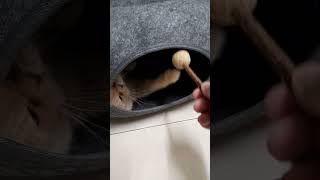 貓-英短橘子玩木天蓼棒棒糖 #cat