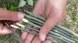 How to grow eucalyptus tree (safida) in easy way and earn lot of mony.