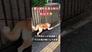 秋田犬の梅ちゃん。通りたくない！🈲