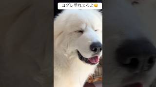 ヨダレを垂らす超大型犬の子犬 | dog グレートピレニーズ Great Pyrenees 그레이트 피레니즈 #shorts #greatpyrenees